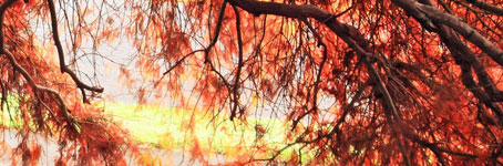 Web漏洞扫描工具