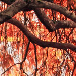 Web漏洞扫描工具