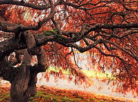 ddos攻击防御手段